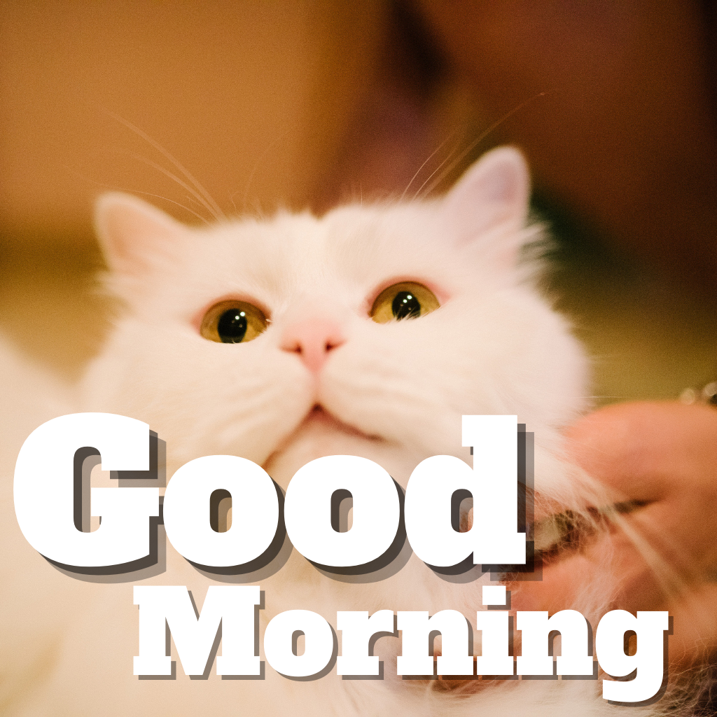 244 Good Morning Images,Good Morning Images For Dog Lovers